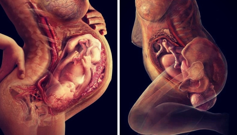 A Baby's Journey from Conception to Birth | Pregnant Life