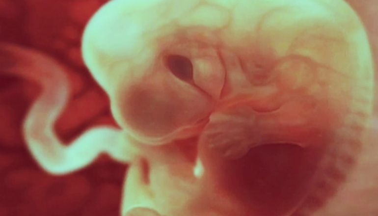 How Your Baby Takes Shape? | Pregnant Life