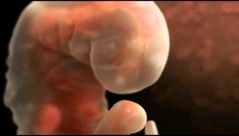 The process of fertilization and the formation of human.flv