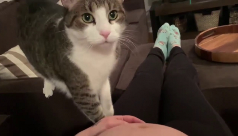 Sweet cat just realized it's owner is pregnant.