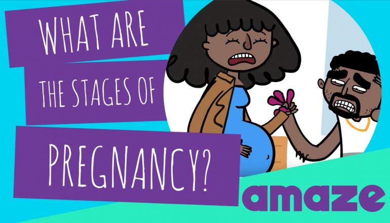 What Are The Stages Of Pregnancy?