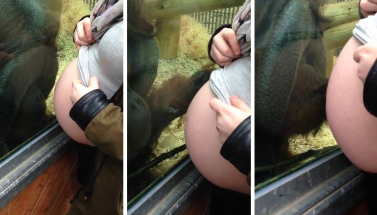 Orangutan Kisses a Pregnant Woman's Belly