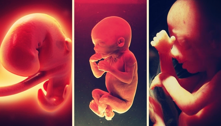 Stages of Baby Growth During Pregnancy | Pregnant Life