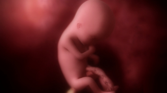  Pregnancy Week by Week: 14 Weeks Pregnant