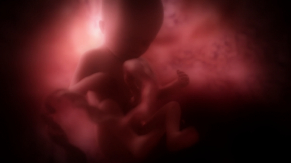 Pregnancy Week by Week: 21 Weeks Pregnant