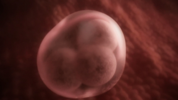 Pregnancy Week by Week: 2 Weeks Pregnant