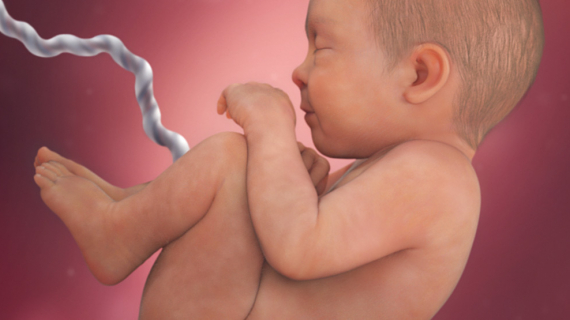 How a baby develops during pregnancy