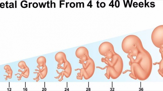 Having a Baby: Stages of Pregnancy