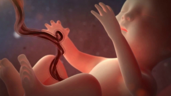 7 Interesting Facts About Fetal Development in the 3rd Trimester