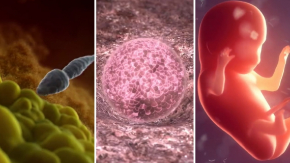 Building a Baby: The First Few Weeks of an Embryo's Development