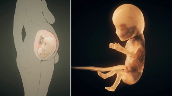 How a Small Miracle is Born: From Fertilization Over Pregnancy to Birth