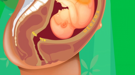 What Happens During Labor Contractions?