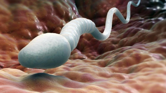 Birth Control: How Do Contraceptives Work?