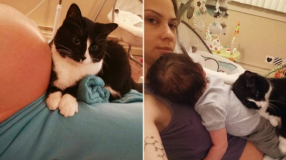 Cat Kept Baby Safe for 9 Months Inside the Belly