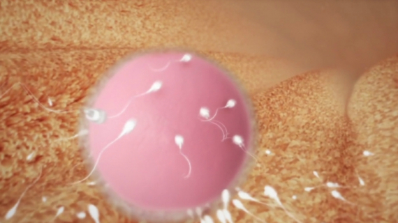 Emergency Contraception: How Does the Morning After Pill Work?