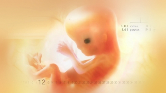 How Big is My Baby This Week?