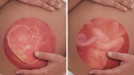 How Does a Baby Grow Inside the Womb?