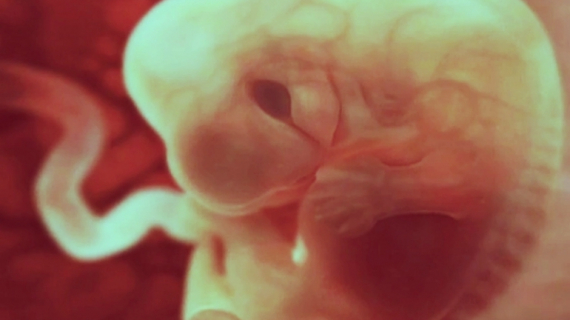 How Your Baby Takes Shape?