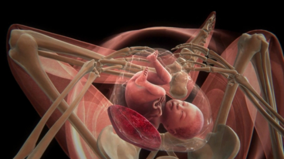 How Your Unborn Baby Develops?