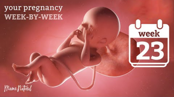 23 Weeks Pregnant 