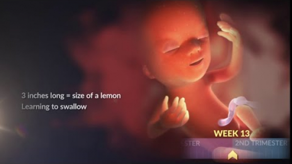 What a Baby Looks Like During the Second Trimester