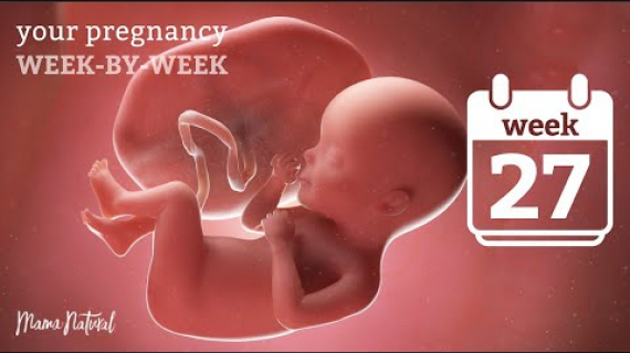 27 Weeks Pregnant 