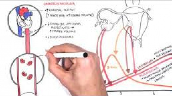 Physiological Changes During Pregnancy