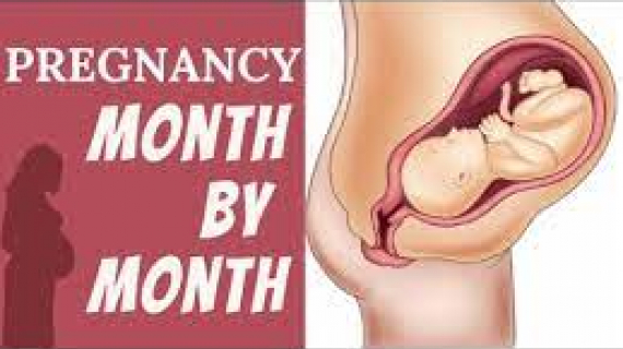 Pregnancy Month by Month 