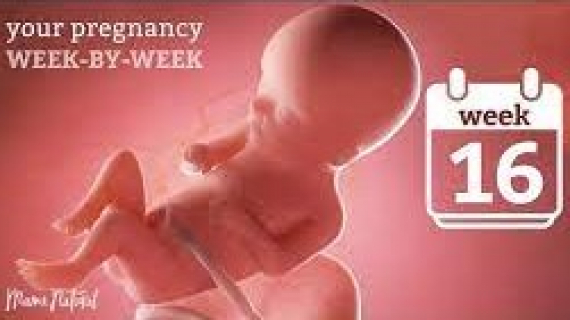 16 Weeks Pregnant