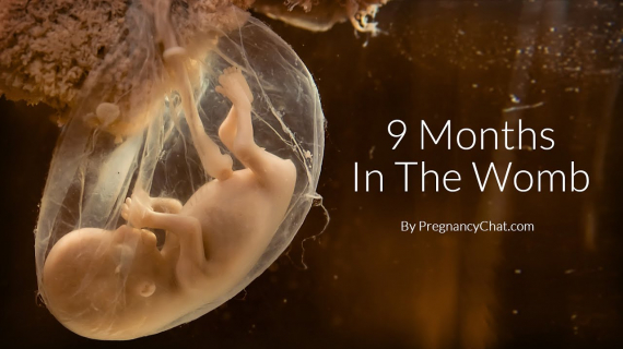 9 Months In The Womb
