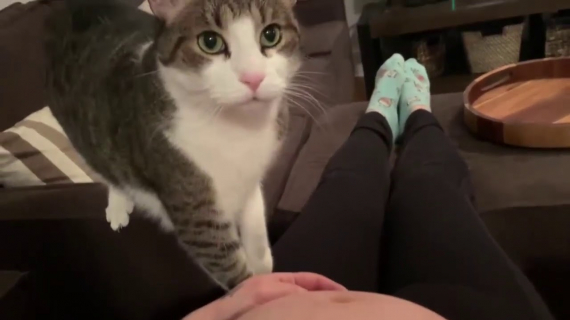 Sweet cat just realized it's owner is pregnant.