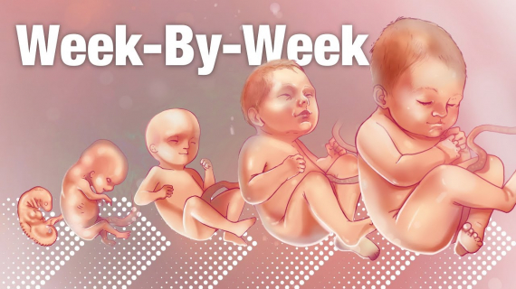 Pregnancy Week-By-Week 🌟 Weeks 3-42 Fetal Development 👶🏼