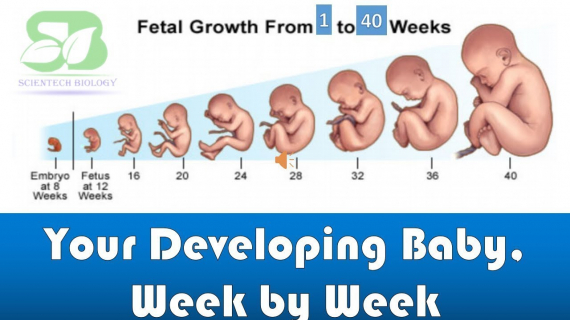  Week by week pregnancy I foetus development in womb 