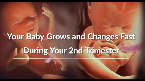 Your Growing Baby's Changes Through the Second Trimester