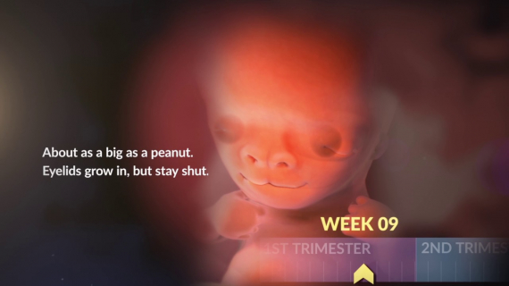 Your Baby's Growth in the First Trimester