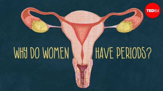 Why do women menstruate?