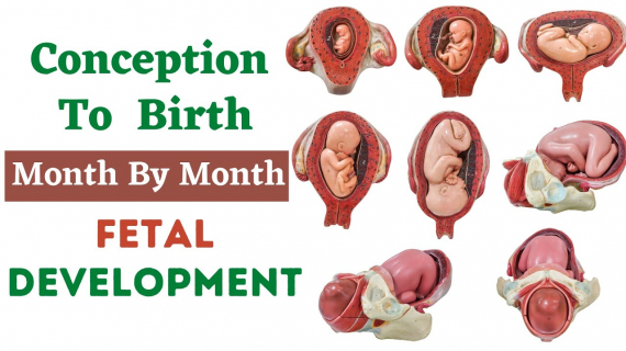 Conception To Birth Fetal Development