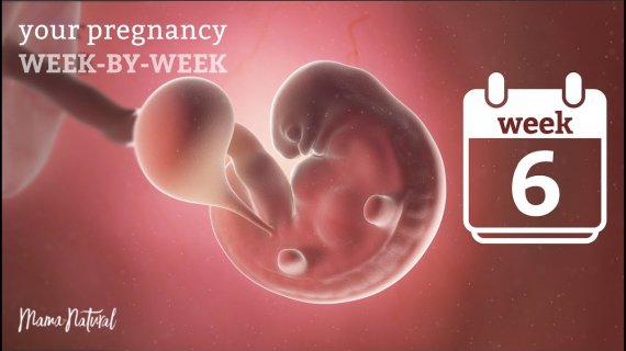 6 Weeks Pregnant