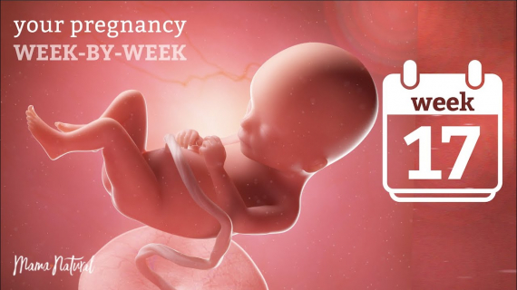 17 Weeks Pregnant