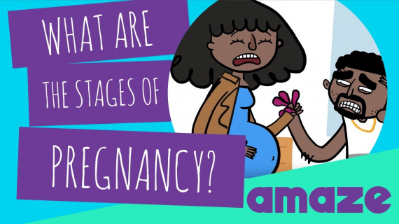 What Are The Stages Of Pregnancy?