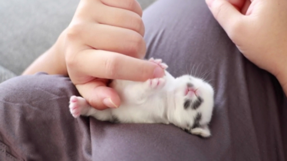 Newborn Baby Bunny on a Warm Pregnant Tummy