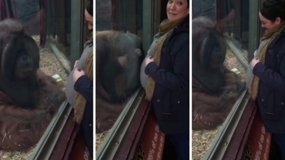 Orangutan Gives Pregnant Woman's Belly a Gentle Kiss