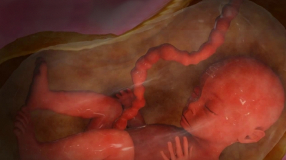 Pregnancy Week 26 - Six Months Pregnant