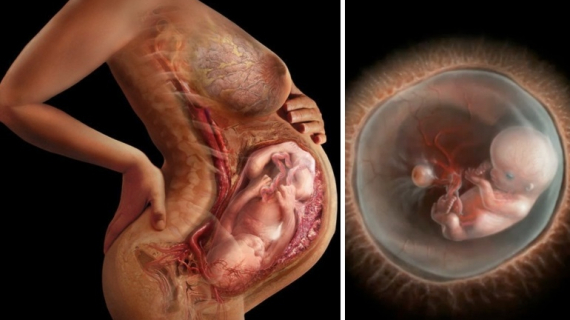 Stages of Baby Development From Conception to Birth