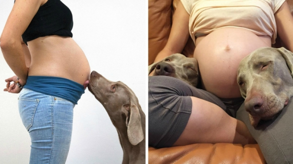 These Dogs Waited 9 Long Months to Meet Their New Baby Brother