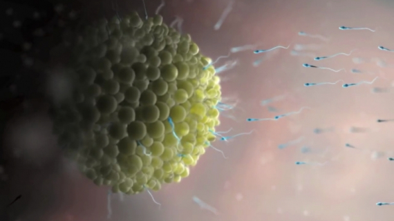 What Happens During Fertilization?