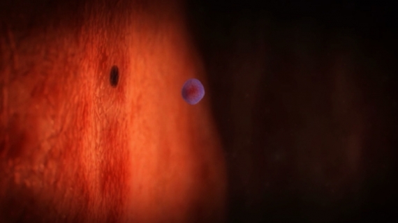 What Happens During Pregnancy Week 1 to 3?