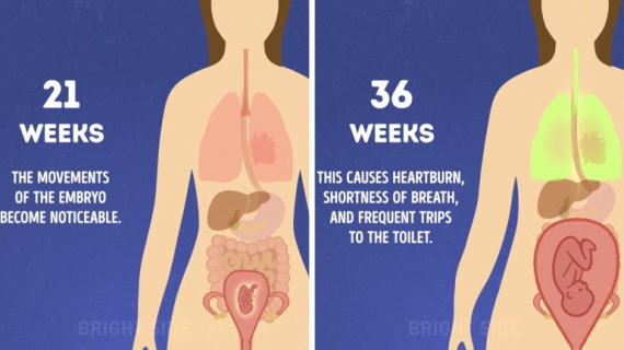 What Happens to a Woman's Body During Pregnancy?