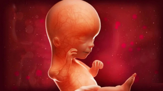 What is Happening at 15 Weeks Pregnant?