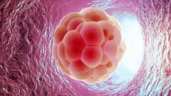 What is Happening at 3 Weeks Pregnant?